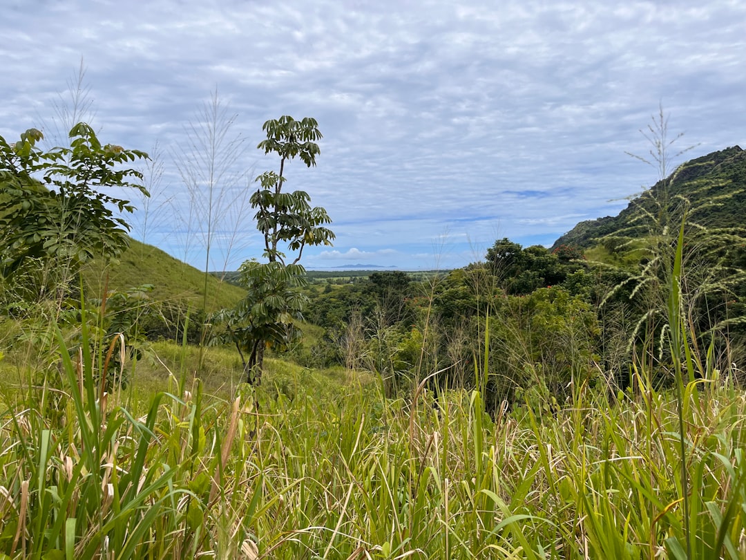 Jardin du Géant Endormi : orchidées entre les Figuiers - Wailoko Road | Secret World Trip Planner