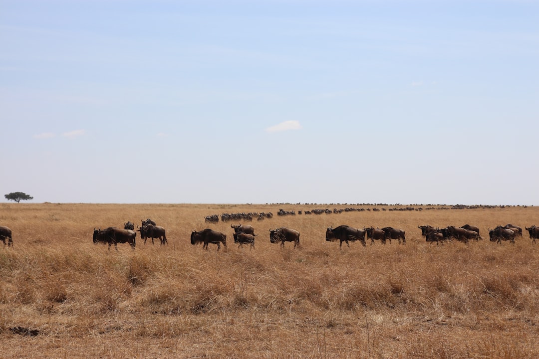 Masai Mara: grandi felini e savana keniana - Narok | Secret World Trip Planner