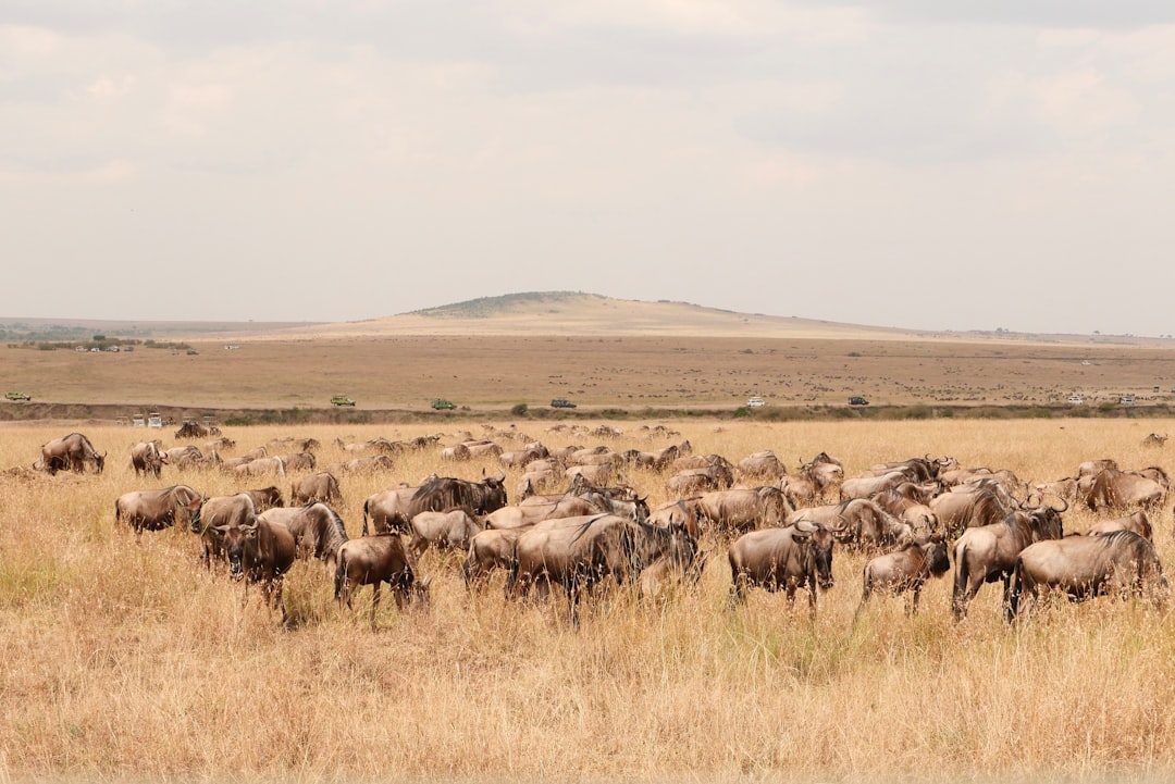 Masai Mara: grandi felini e savana keniana - Narok | Secret World Trip Planner