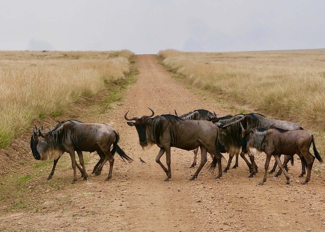 Masai Mara: grandi felini e savana keniana - Narok | Secret World Trip Planner