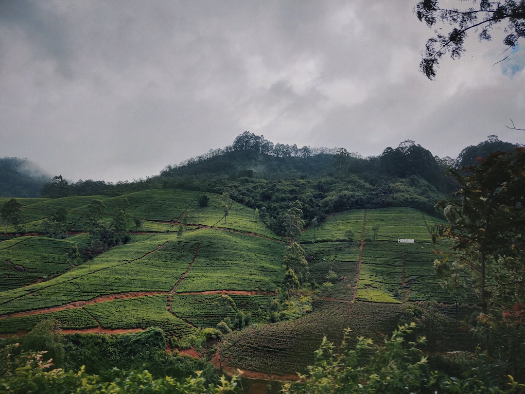 Thotupola Kanda: A Natural Paradise in the Heart of Sri Lanka - Pattipola | Secret World Trip Planner