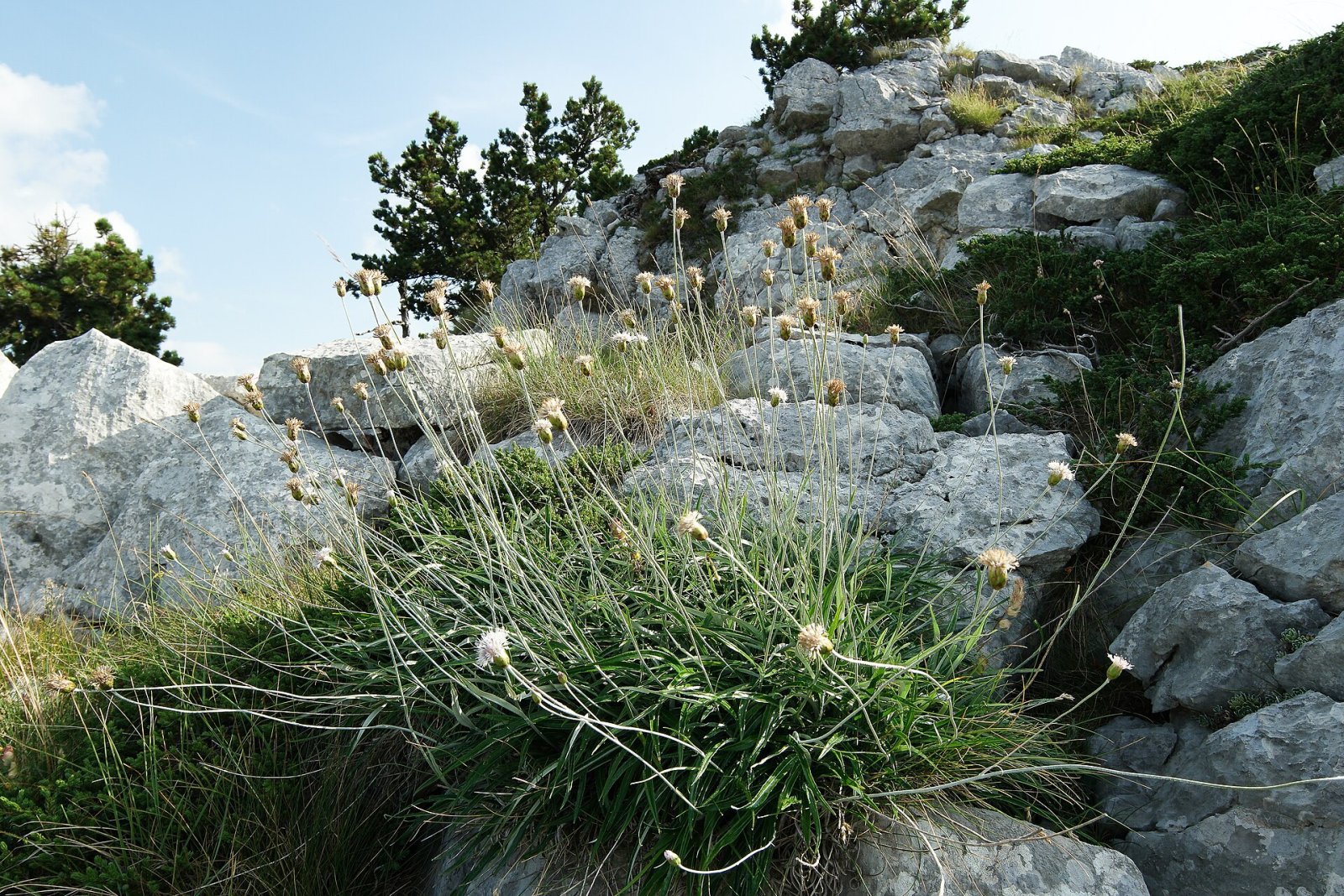 Discover Velika Jastrebica: The Natural Treasure of Montenegro — HGXV+6C Ubla