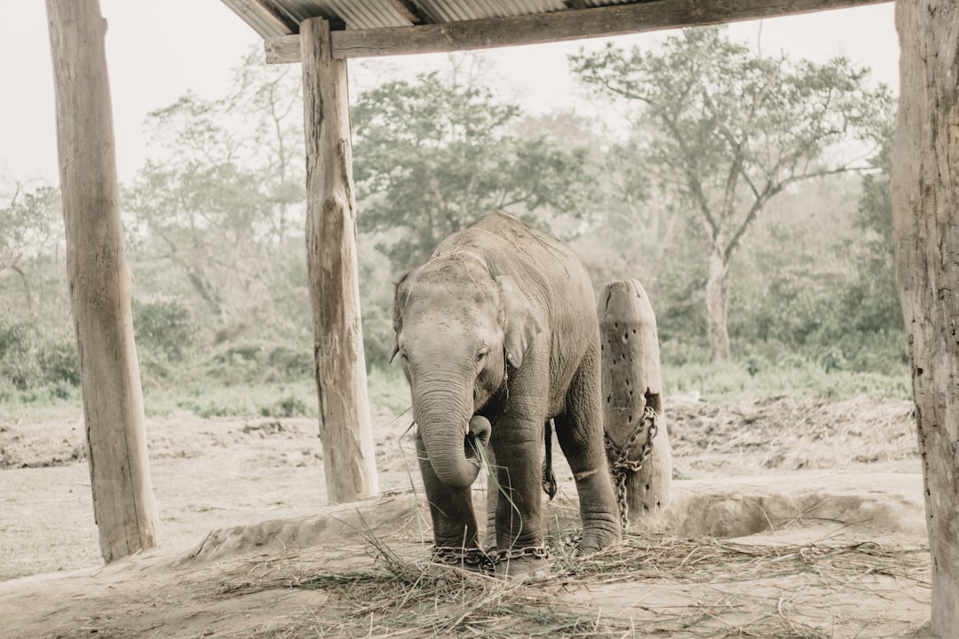 Chitwan: Rhinos and Crocs on the Rapti River - HFFV+Q6W | Secret World Trip Planner
