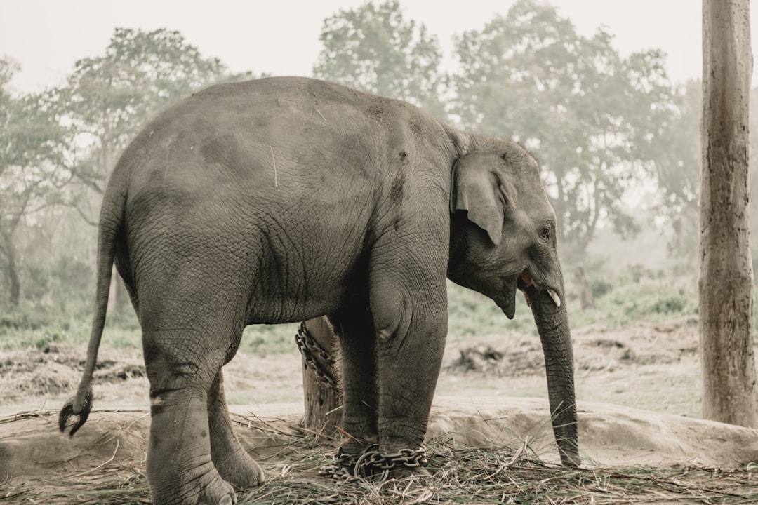 Chitwan: Nashörner und Krokodile am Rapti-Fluss - HFFV+Q6W | Secret World Trip Planner