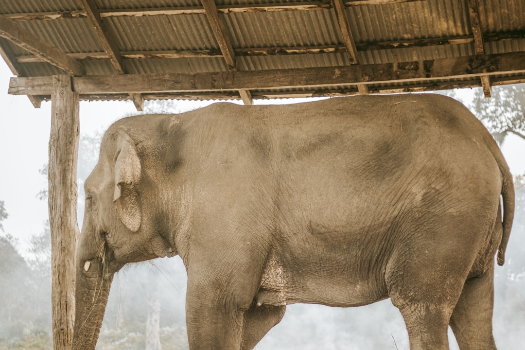 Chitwan: Nashörner und Krokodile am Rapti-Fluss - HFFV+Q6W | Secret World Trip Planner