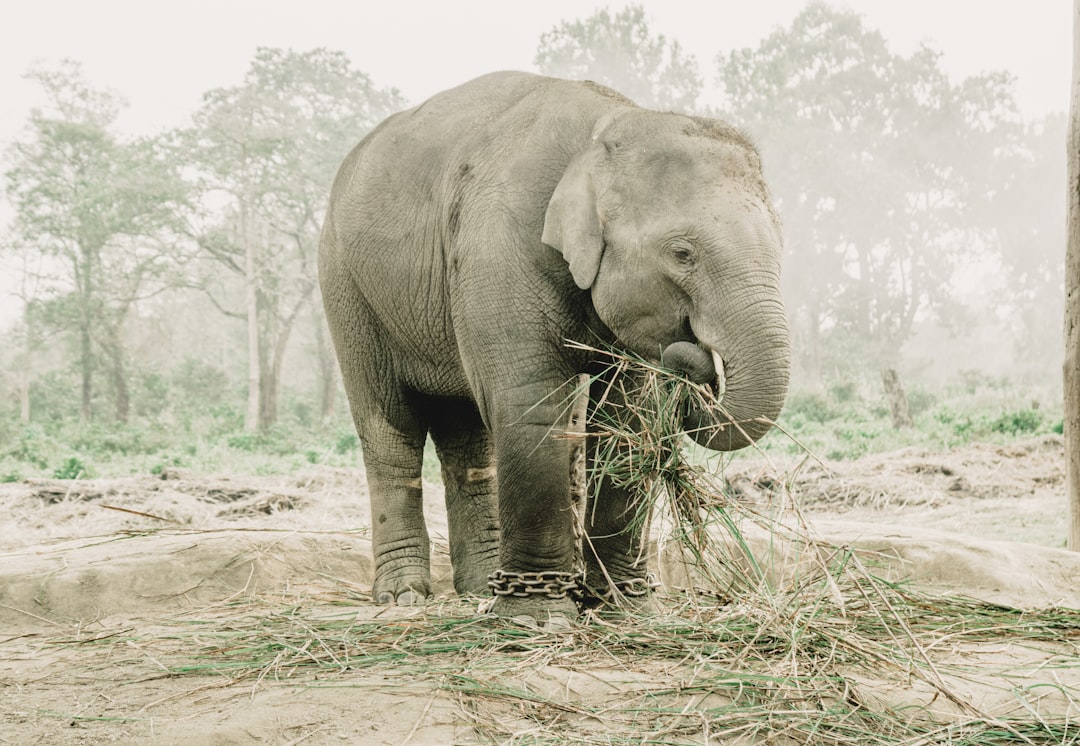 Chitwan : rhinocéros et crocodiles sur le fleuve Rapti - HFFV+Q6W | Secret World Trip Planner