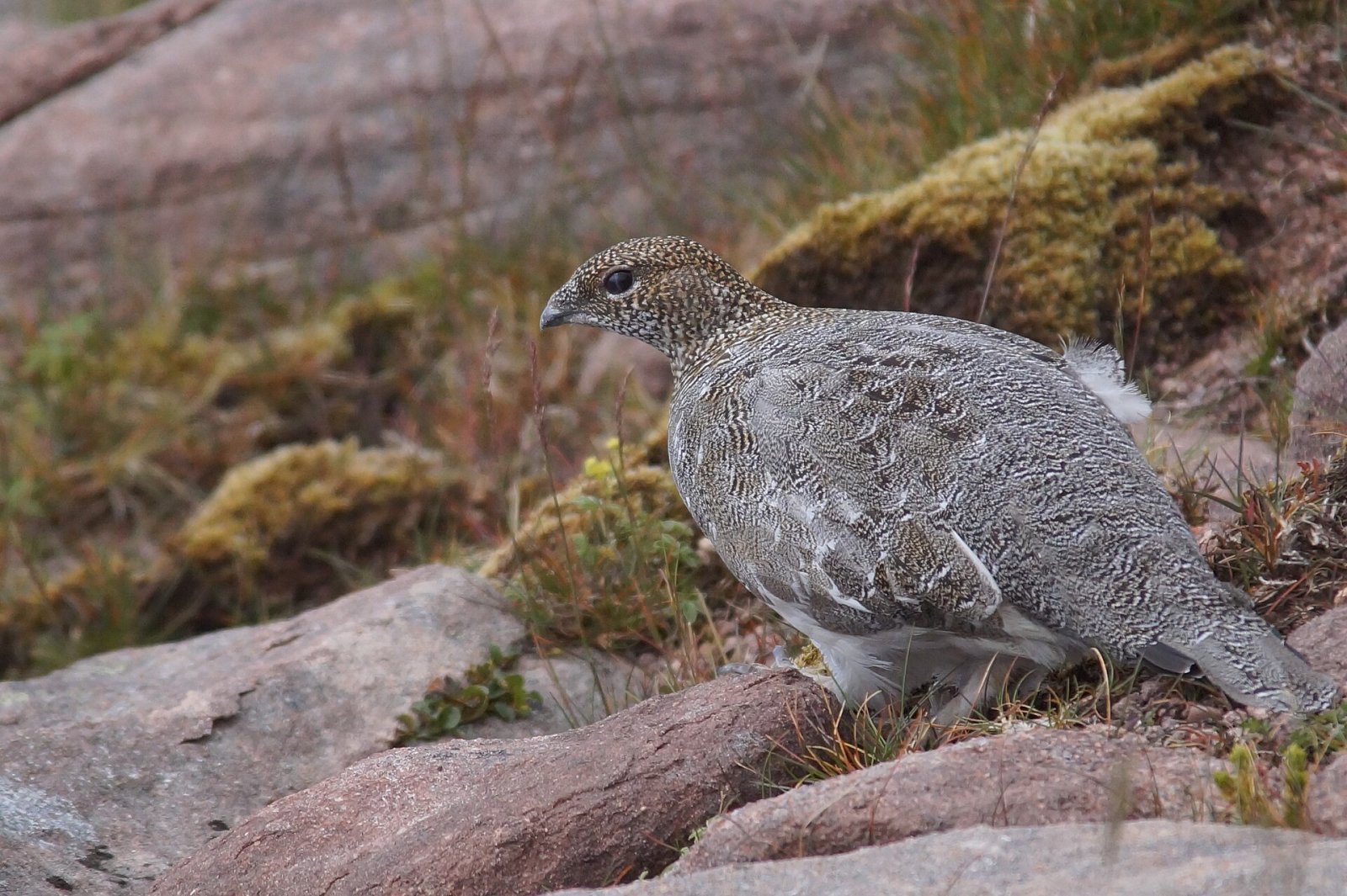 Scoprire Ptarmigan: la Montagna della Scozia - Rowchoish | Secret World Trip Planner