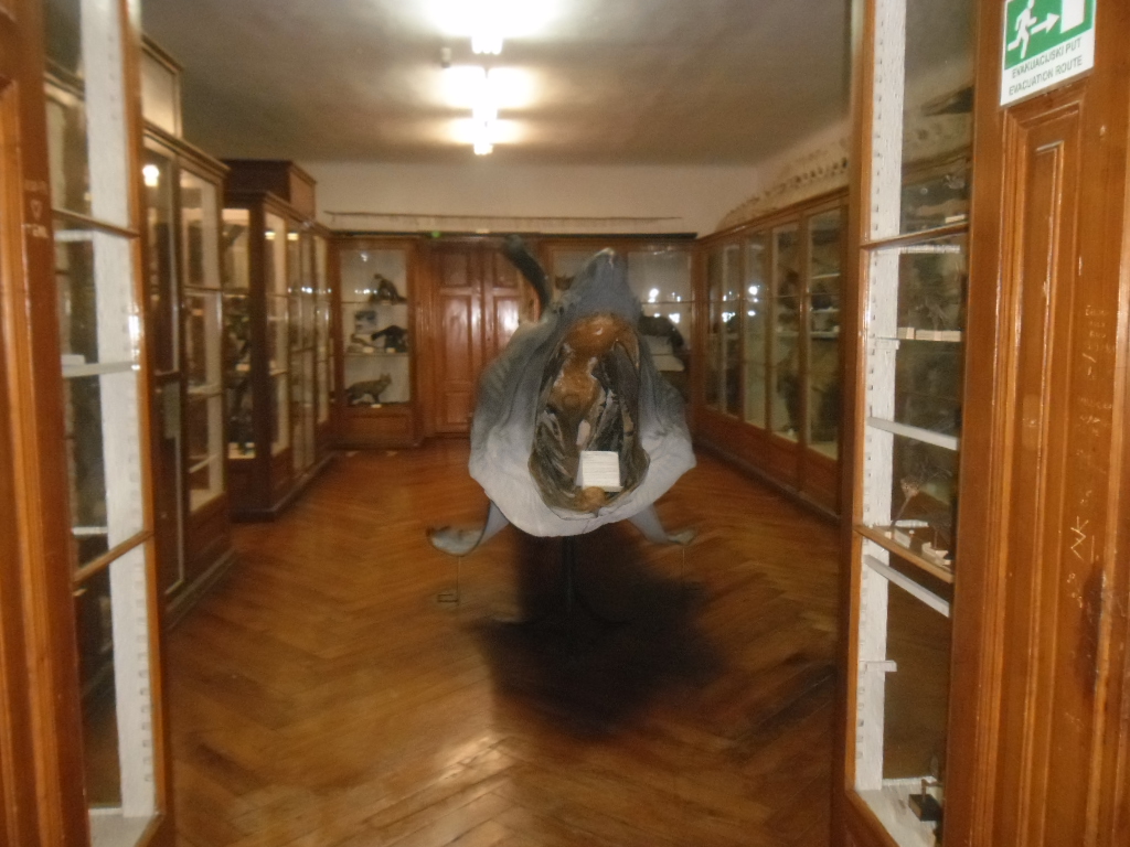 Kroatisches Naturhistorisches Museum: Eine Reise durch die Natur in Zagreb - Zagreb | Secret World Trip Planner