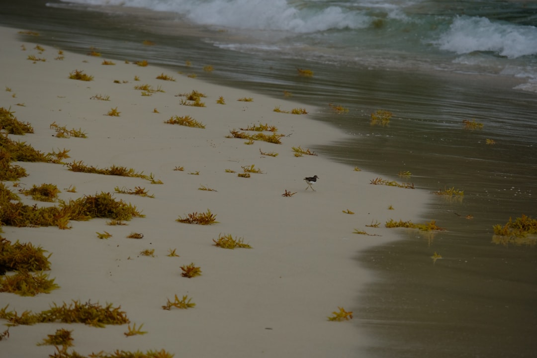 Playa Rincón: la spiaggia selvaggia di Las Galeras - Playa Rincon | Secret World Trip Planner