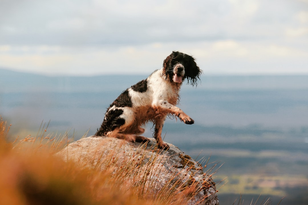 Springer Mountain: il punto di partenza dell'Appalachian Trail - Springer Mountain | Secret World Trip Planner