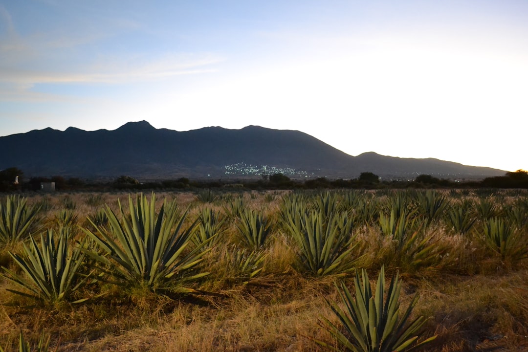 Mezcal Tour Oaxaca: distillerie artigianali tra gli agavi - 68100 Oaxaca de Juárez | Secret World Trip Planner