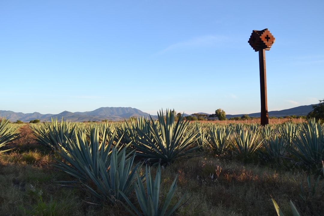 Oaxaca Mezcal Tour: Explore Artisan Distilleries - 68100 Oaxaca de Juárez | Secret World Trip Planner