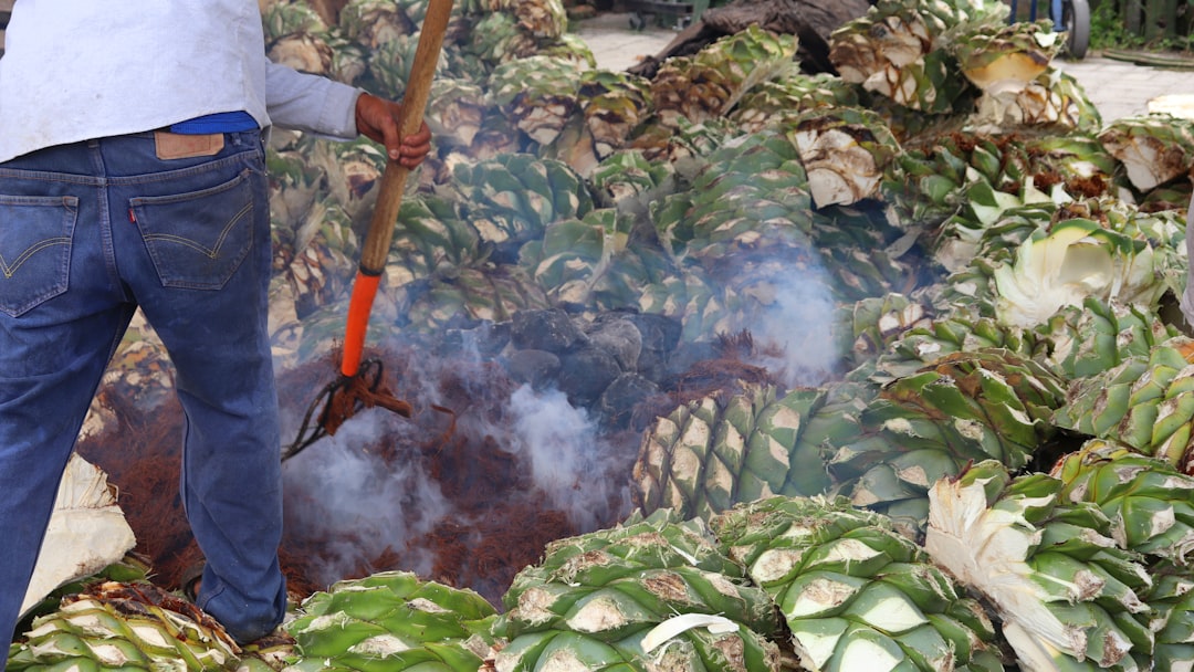Visite de Mezcal à Oaxaca : distilleries artisanales d'agave - 68100 Oaxaca de Juárez | Secret World Trip Planner