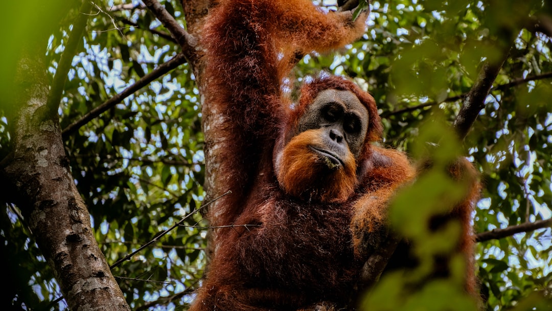 Bukit Lawang : randonnée avec les orangs-outans à Sumatra — Kabupaten Langkat