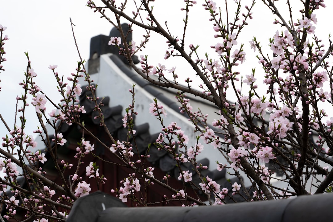 Gyeonghuigung: Der stille Palast von Seoul - Jongno District | Secret World Trip Planner