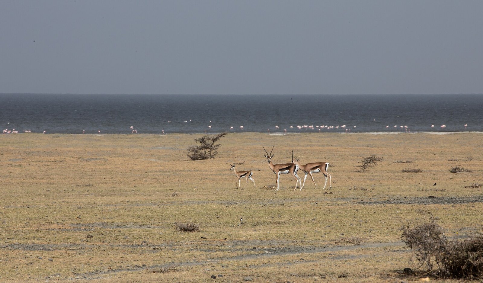 Entdecke Flamingo: Ein bezaubernder Ort in Äthiopien - FJ5P+3Q Dole | Secret World Trip Planner