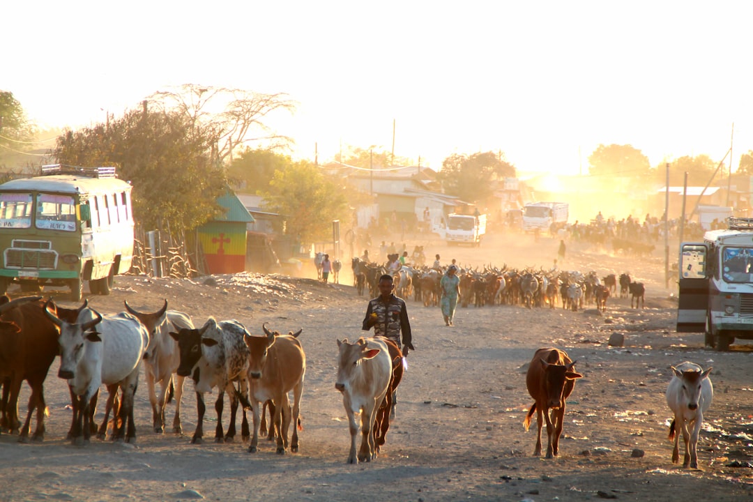 Scopri Abera: Un Angolo di Natura in Etiopia - C6GQ+2R Abera | Secret World Trip Planner