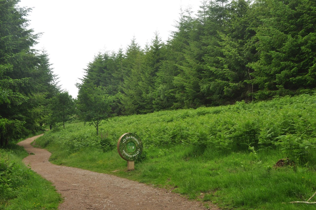 Forest of Dean Sculpture Trail: arte nella foresta antica - Speech House Rd | Secret World Trip Planner