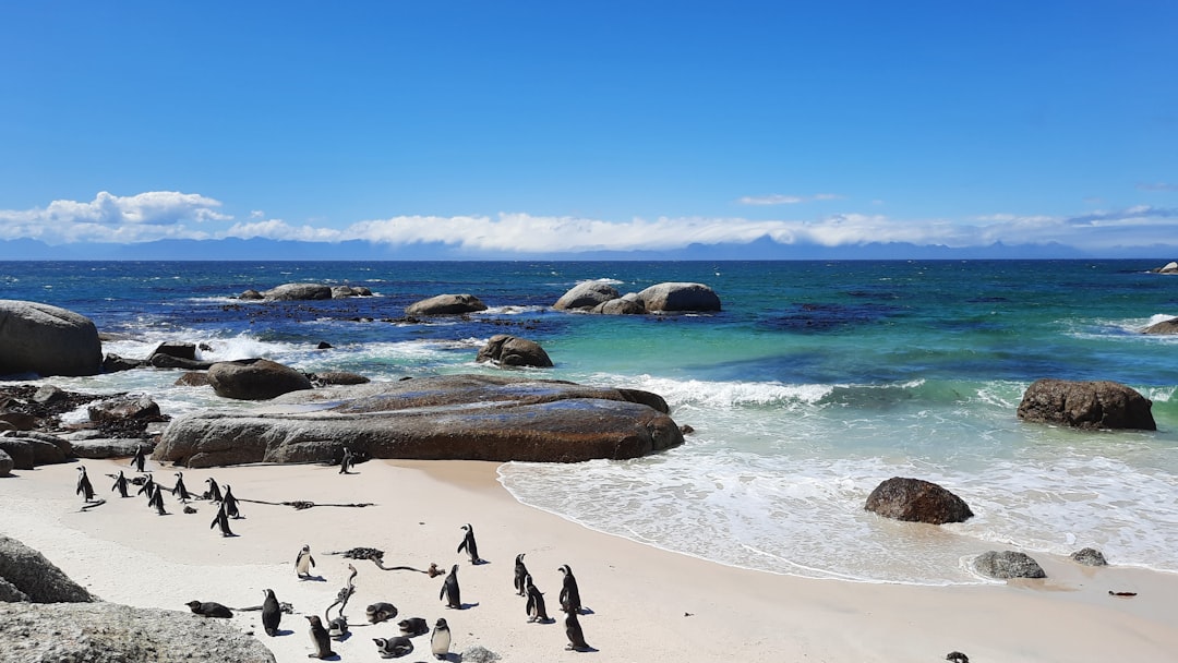 Boulders Beach: i pinguini africani di Cape Town - Cape Town | Secret World Trip Planner