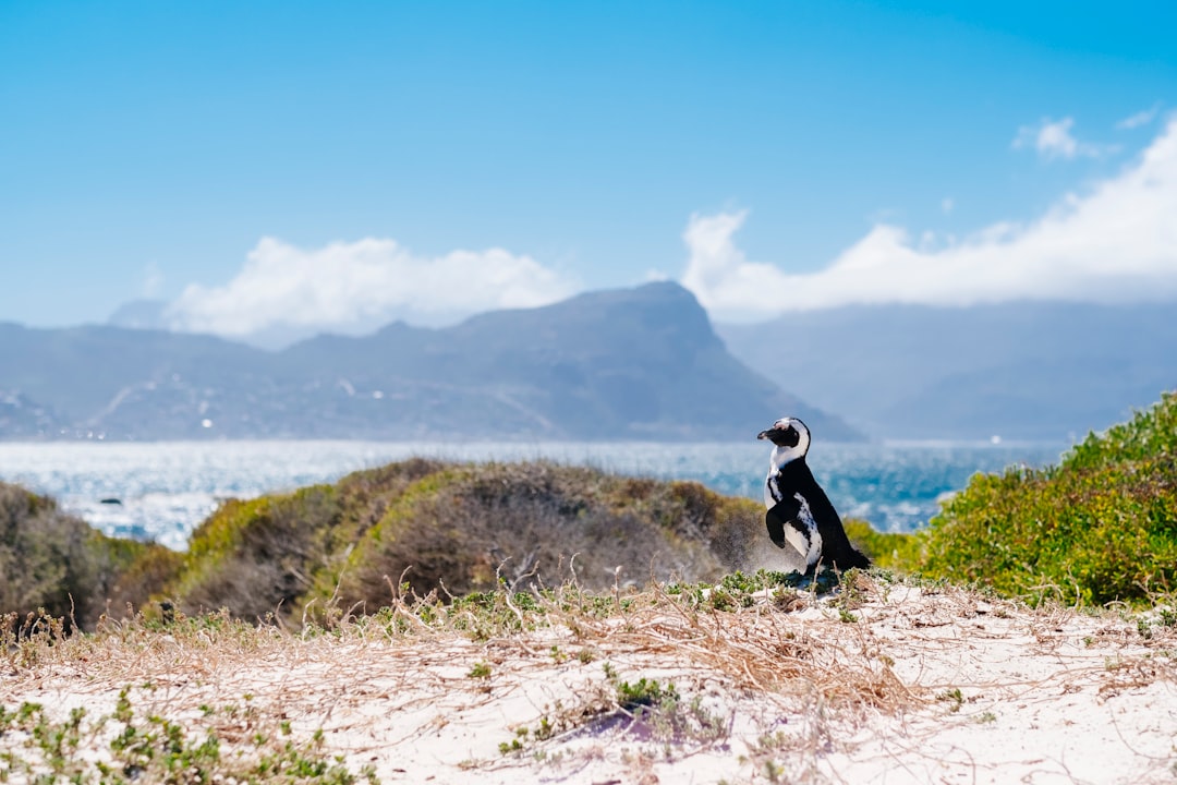 Boulders Beach : les pingouins africains de Cape Town - Cape Town | Secret World Trip Planner