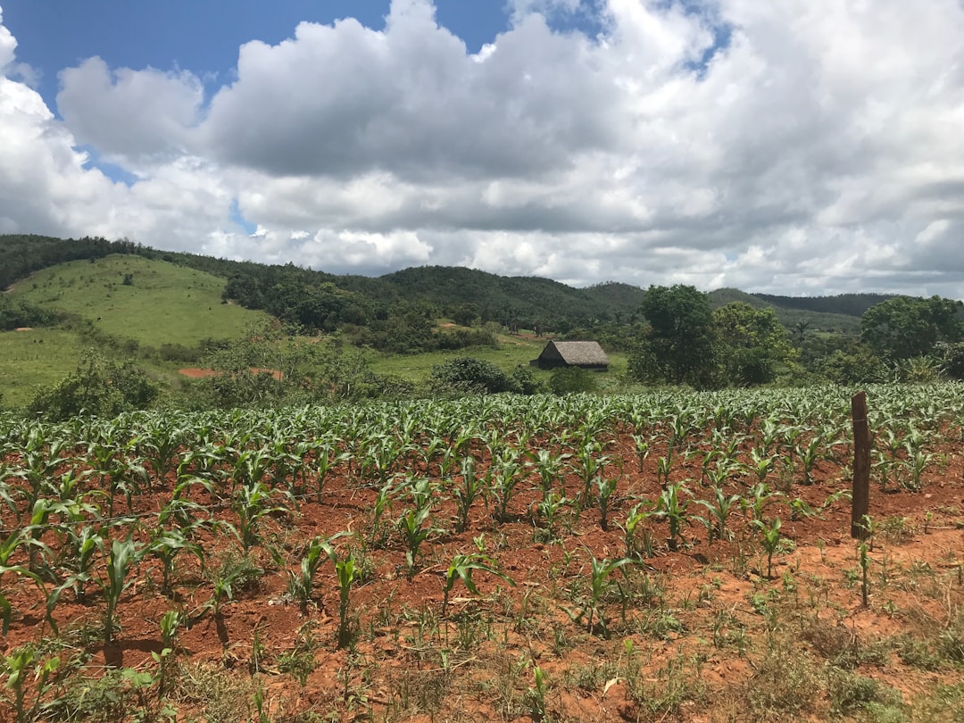 Tabak und Mogotes: Benitos Farm in Viñales - J77M+7RC | Secret World Trip Planner