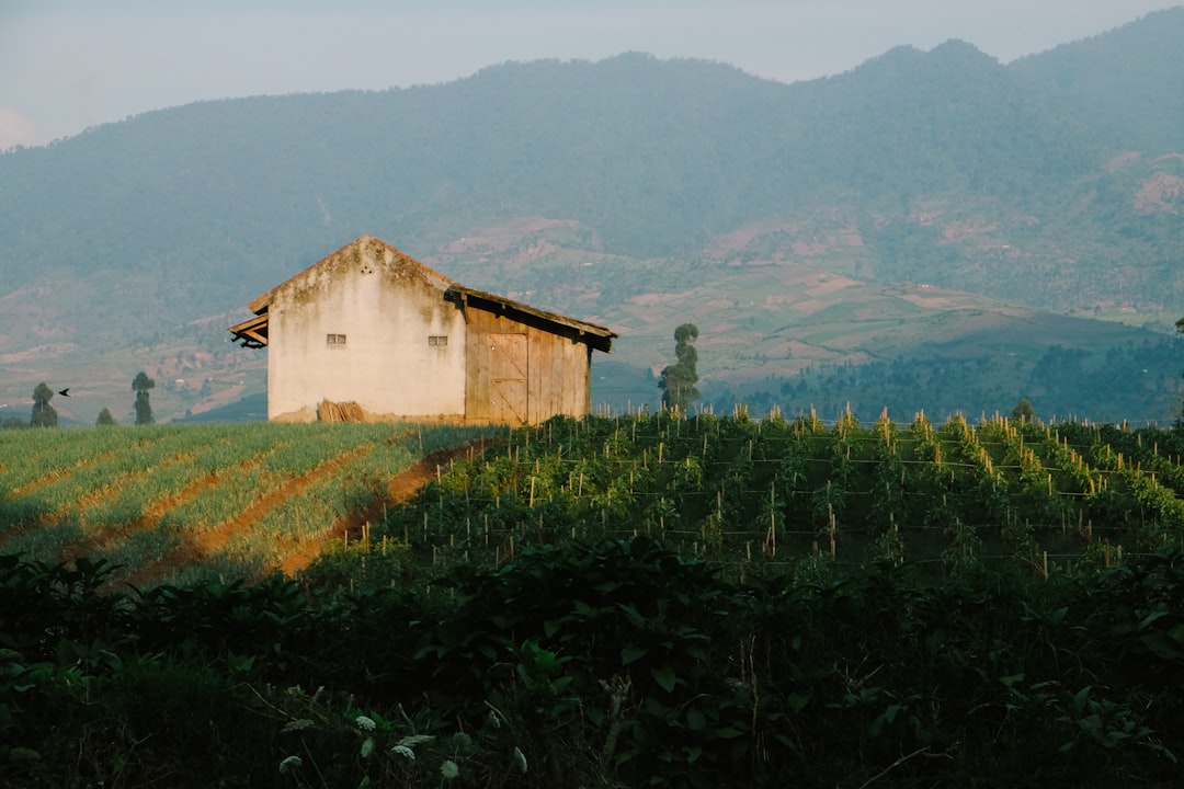 Tabac et mogotes : la ferme de Benito à Viñales - J77M+7RC | Secret World Trip Planner