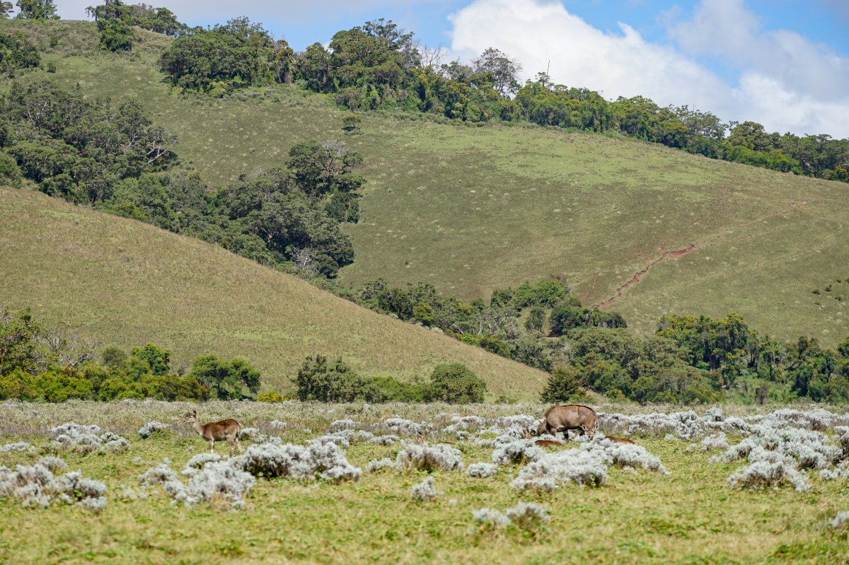 Sanetti Plateau: Wildlife and Nature at Their Best in Ethiopia - VPPM+8PG | Secret World Trip Planner