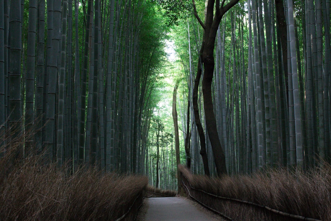 Foresta di Bambù di Arashiyama: luce e suoni — Kyoto