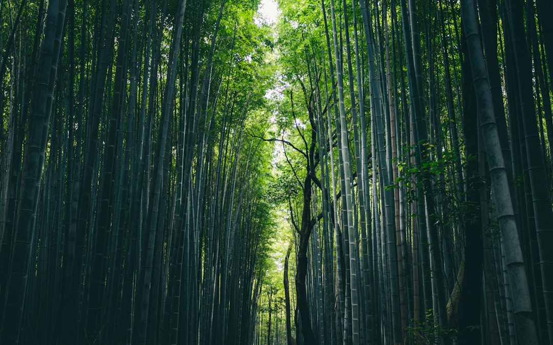Forêt de Bambou d'Arashiyama : lumière et sons - Kyoto | Secret World Trip Planner