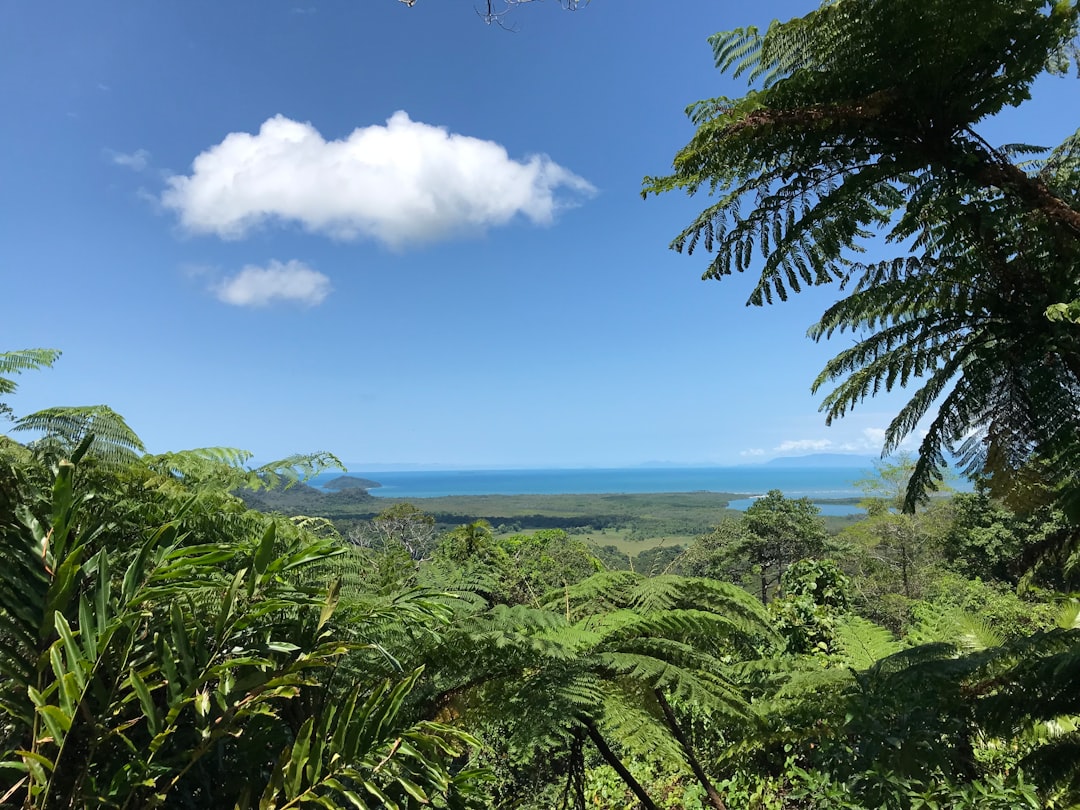 Foresta di Daintree: panorami tra foresta e barriera corallina - 2333 Cape Tribulation Rd | Secret World Trip Planner