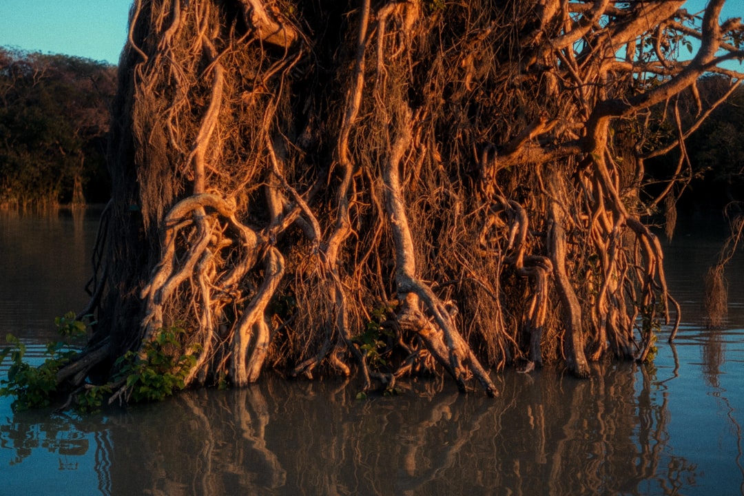Ratargul: la foresta allagata del Bangladesh - 2W79+MFG | Secret World Trip Planner
