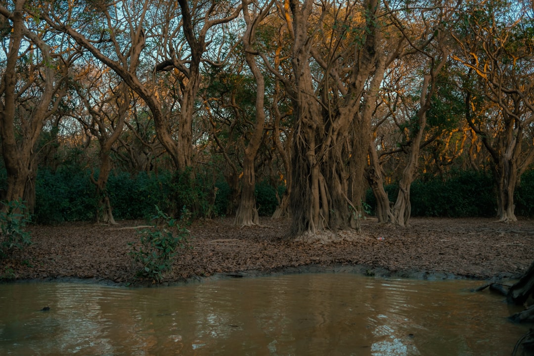 Ratargul: la foresta allagata del Bangladesh - 2W79+MFG | Secret World Trip Planner