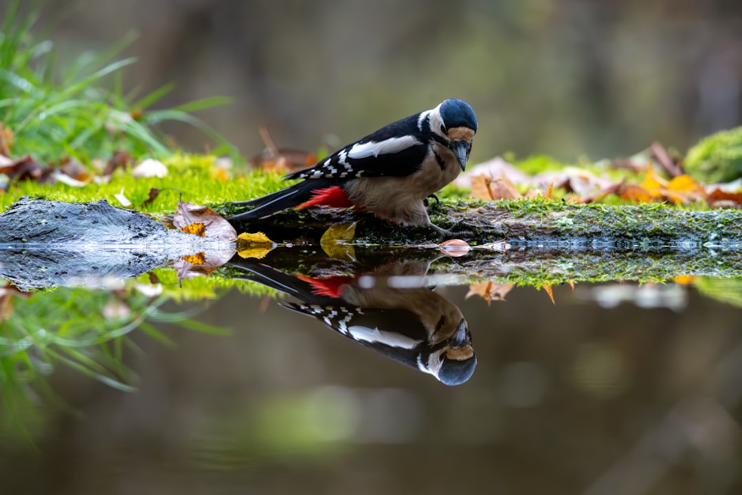 Białowieża: Europe's Last Primeval Forest - Białowieża | Secret World Trip Planner