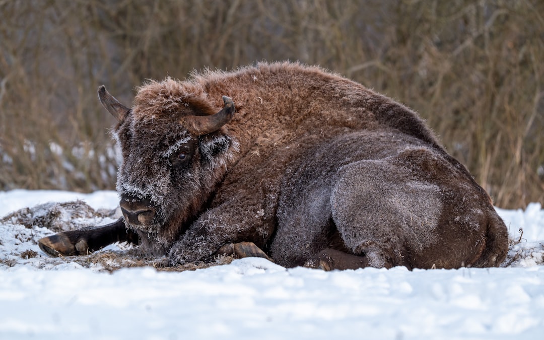 Białowieża: Der letzte Urwald Europas - Białowieża | Secret World Trip Planner