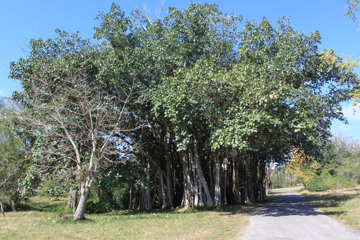 Cienfuegos Botanical Gardens: Your Ultimate Visitor Guide | Secret World Trip Planner
