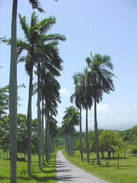 Cienfuegos Botanical Gardens: Your Ultimate Visitor Guide | Secret World Trip Planner