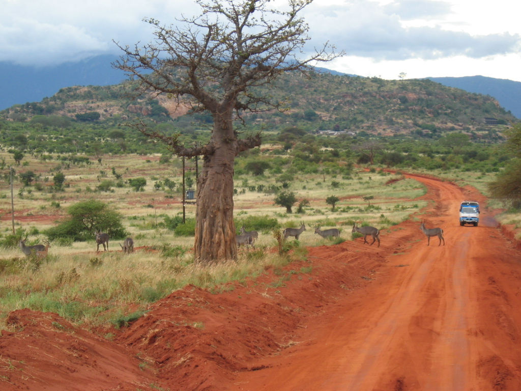Tsavo: elefanti rossi e sorgenti cristalline in Kenya