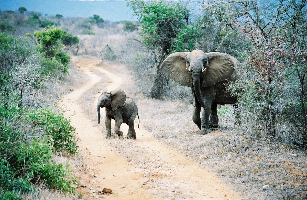 Tsavo: elefanti rossi e sorgenti cristalline in Kenya | Secret World Trip Planner