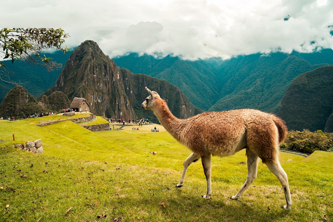 Discover Paca, Nature's Paradise in Peru - Yuracmayo | Secret World Trip Planner