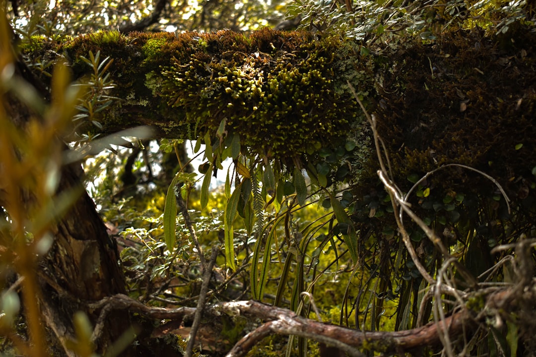 Discover Árbol: A Nature Haven in Ecuador - Tabacundo | Secret World Trip Planner