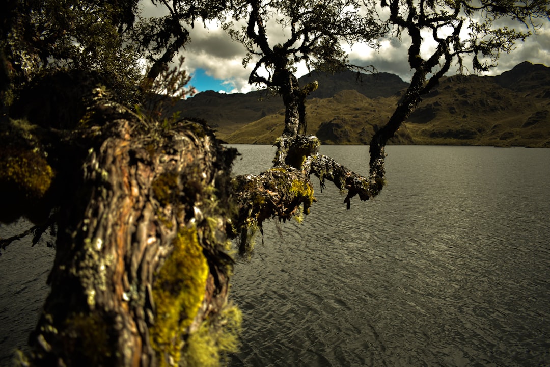 Entdecken Sie Árbol: Ein Naturparadies in Ecuador - Tabacundo | Secret World Trip Planner