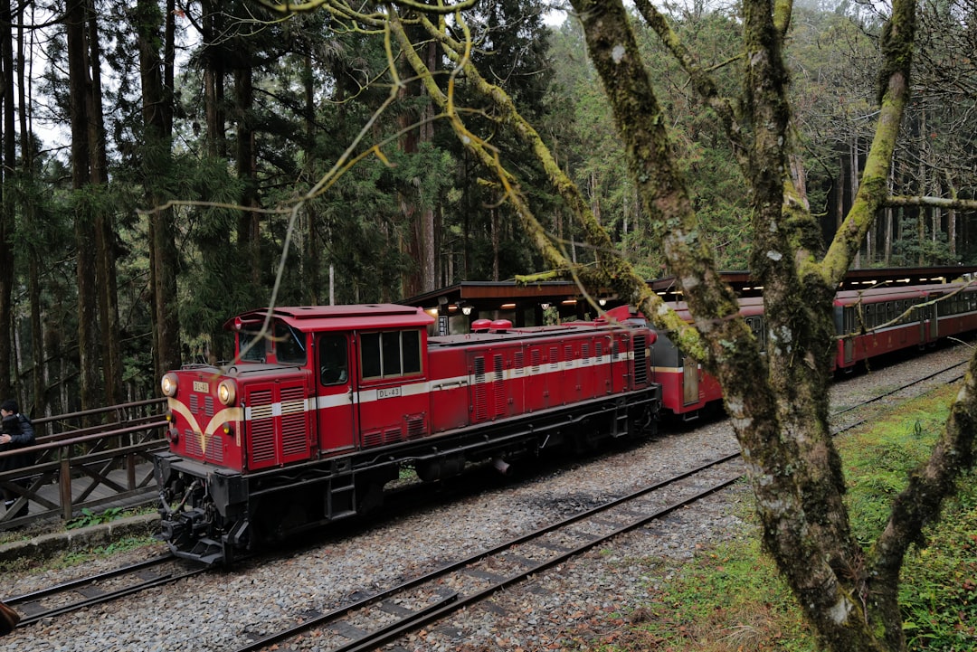 Alishan: Trails Among Cypress and Sea of Clouds - Zhongzheng Village | Secret World Trip Planner