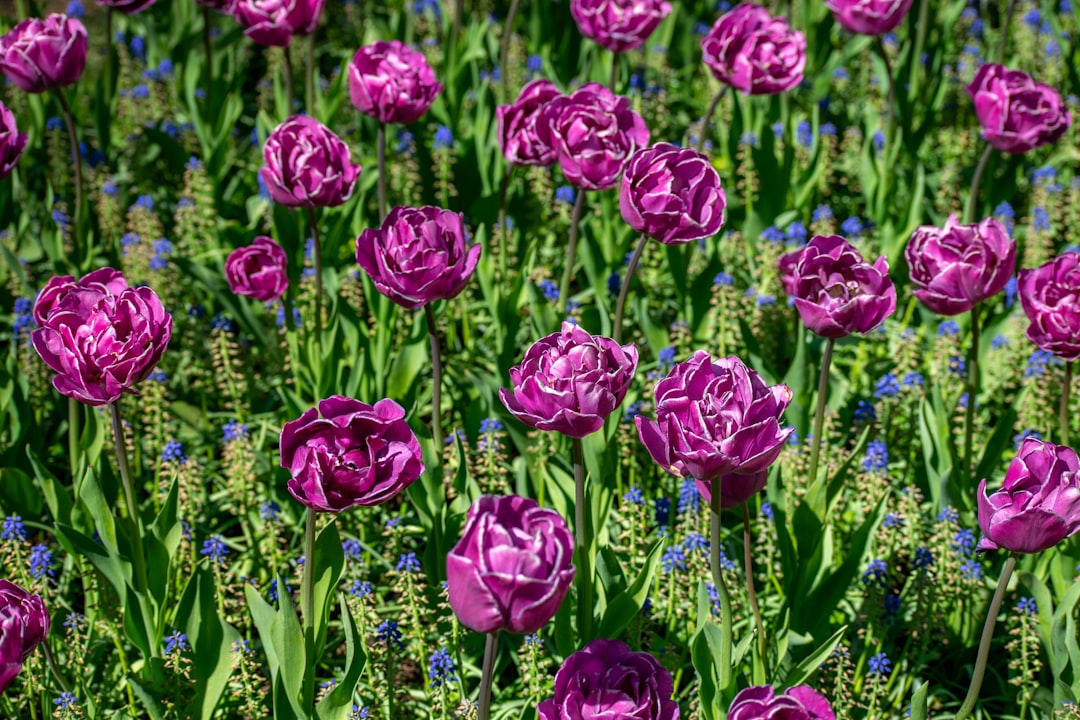 Keukenhof : sept millions de fleurs à Lisse au printemps - Spekkelaan 18 | Secret World Trip Planner
