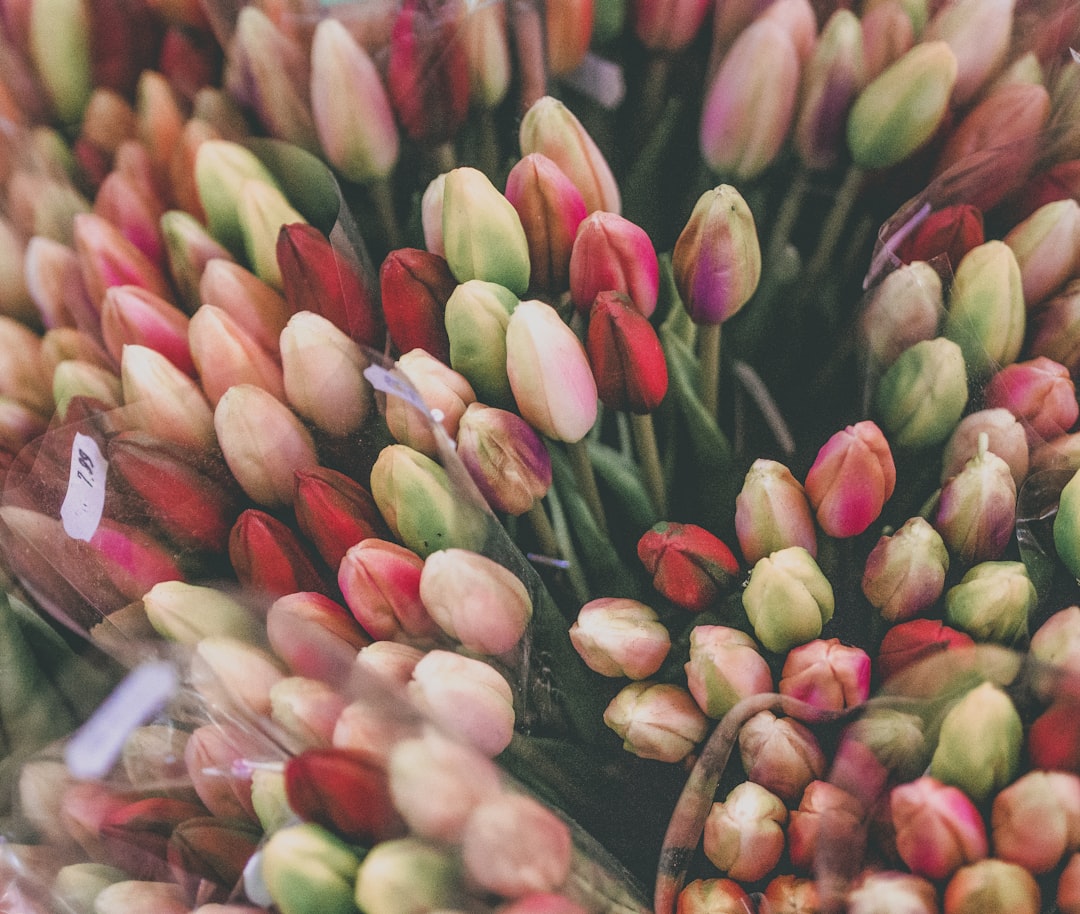 Bloemenmarkt di Amsterdam: il mercato galleggiante dei tulipani - Singel 630 | Secret World Trip Planner
