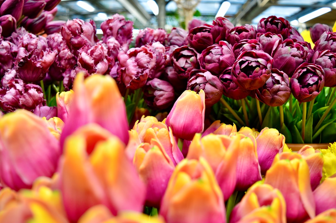 Marché aux fleurs d'Amsterdam : le marché flottant des tulipes - Singel 630 | Secret World Trip Planner