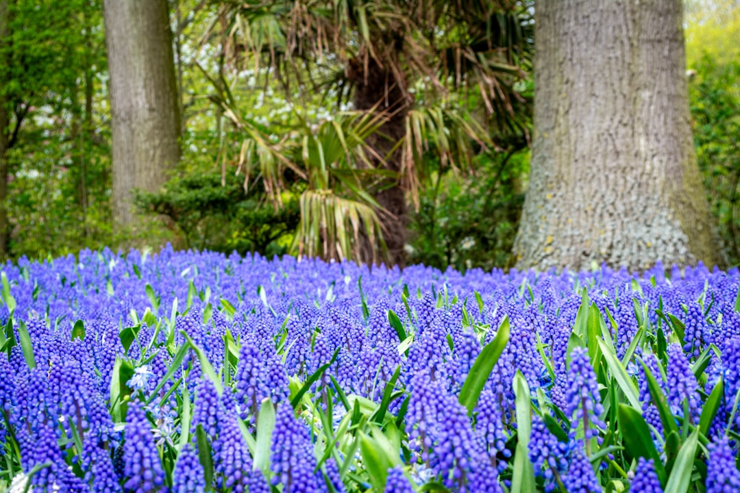 Keukenhof: Seven Million Blooming Tulips in Lisse - Spekkelaan 18 | Secret World Trip Planner