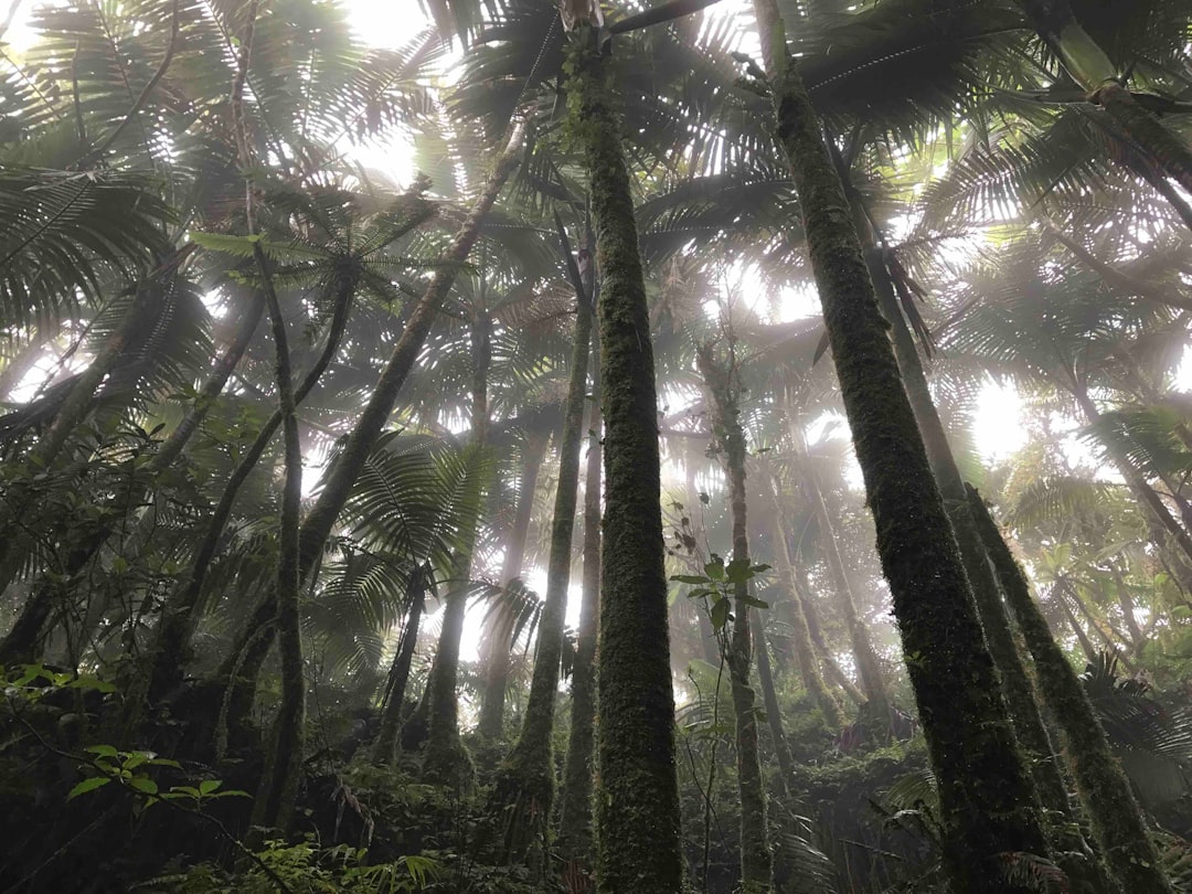 El Yunque: tramonti sulla foresta pluviale di Porto Rico - El Yunque | Secret World Trip Planner