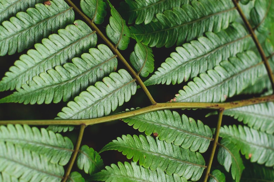 El Yunque: tramonti sulla foresta pluviale di Porto Rico - El Yunque | Secret World Trip Planner