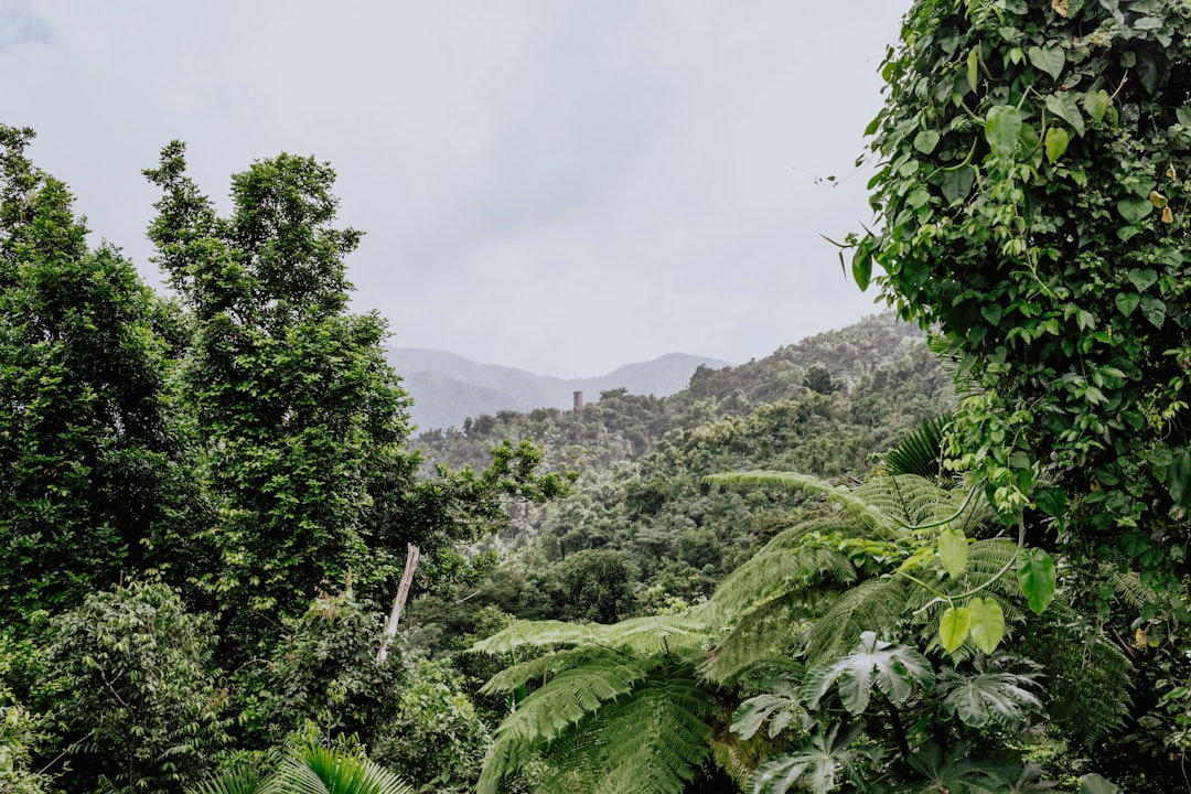 El Yunque : couchers de soleil sur la forêt tropicale - El Yunque | Secret World Trip Planner