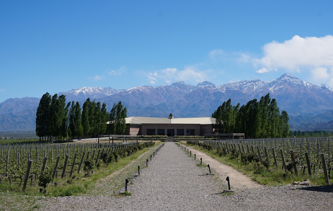 Camp de vin de Mendoza : Malbec au pied des Andes — Primitivo de la Reta 992